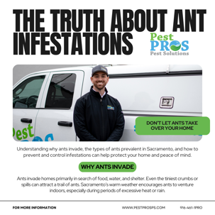 The Truth About Ant Infestations in Sacramento: Prevention and Control