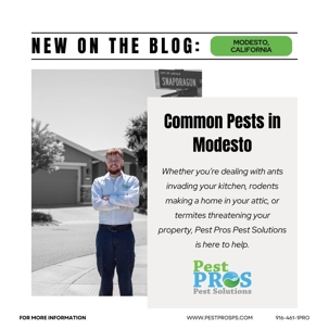 Effective Pest Control Solutions for Modesto, California