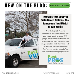 Late Winter Pest Activity in Walnut Creek, California: What Homeowners Should Watch for Before Spring