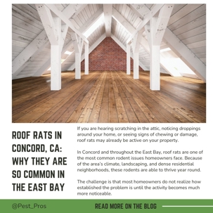 Roof Rats in Concord, CA: Why They Are So Common in the East Bay