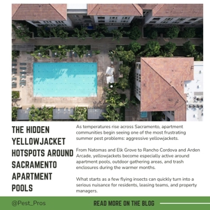 The Hidden Yellowjacket Hotspots Around Sacramento Apartment Pools
