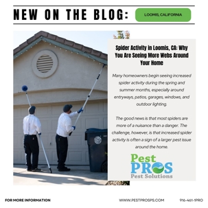 Spider Activity in Loomis, CA: Why You Are Seeing More Webs Around Your Home