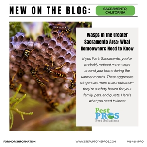 Wasps in the Greater Sacramento Area: What Homeowners Need to Know | Pest Pros Pest Solutions