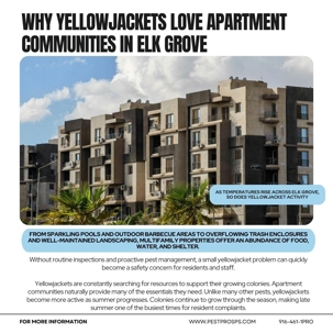 Why Yellowjackets Love Apartment Communities in Elk Grove