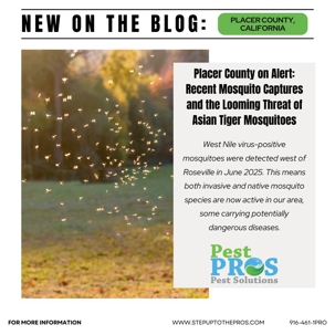 Placer County on Alert: Recent Mosquito Captures and the Looming Threat of Asian Tiger Mosquitoes | Pest Pros Pest Solutions