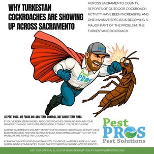 Why Turkestan Cockroaches Are Showing Up Across Sacramento