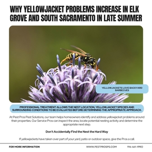 Seeing more yellowjackets around your Elk Grove or South Sacramento home? Learn why yellowjacket activity increases in late summ