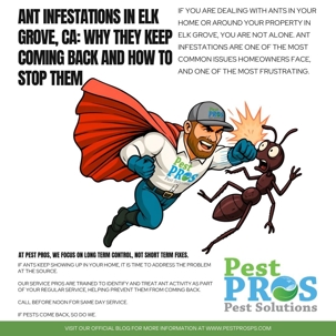 Ant Infestations in Elk Grove, CA: Why They Keep Coming Back and How to Stop Them