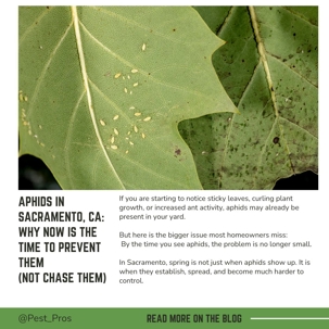 Aphids in Sacramento, CA: Why Now Is the Time to Prevent Them  (Not Chase Them)
