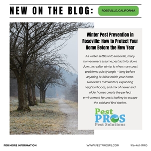 Winter Pest Prevention in Roseville: How to Protect Your Home Before the New Year | Pest Pros Pest Solutions