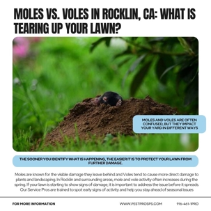 Moles vs. Voles in Rocklin, CA: What Is Tearing Up Your Lawn?