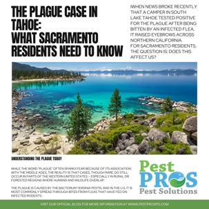 Plague Case in Tahoe: What Sacramento Residents Need to Know | Pest Pros Pest Solutions