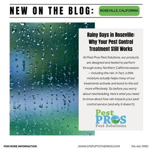 Rainy Days in Roseville: Why Your Pest Control Treatment Still Works | Pest Pros Pest Solutions