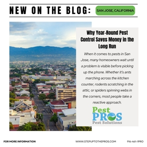 Why Year-Round Pest Control Saves San Jose Homeowners Money | Pest Pros