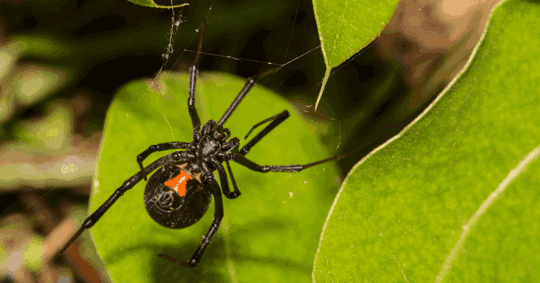 Spider on a web