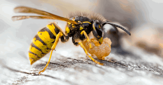 Closeup image of a yellowjacket