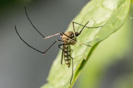 Top 6 Hidden Mosquito Hot Spots in Your Yard