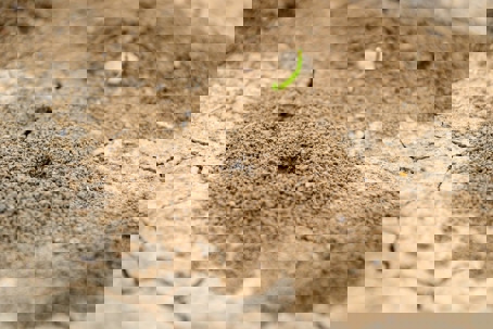 Top 5 Signs of Termite Damage Every Northern California Homeowner Should Know