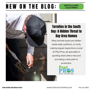Termites in the South Bay: A Hidden Threat to Bay Area Homes | Pest Pros Pest Solutions