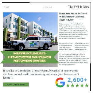 Rover Ants Are on the Move: What Northern California Needs to Know