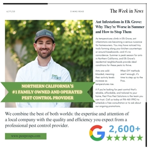 Ant Infestations in Elk Grove: Why They’re Worse in Summer and How to Stop Them | Pest Pros Pest Solutions