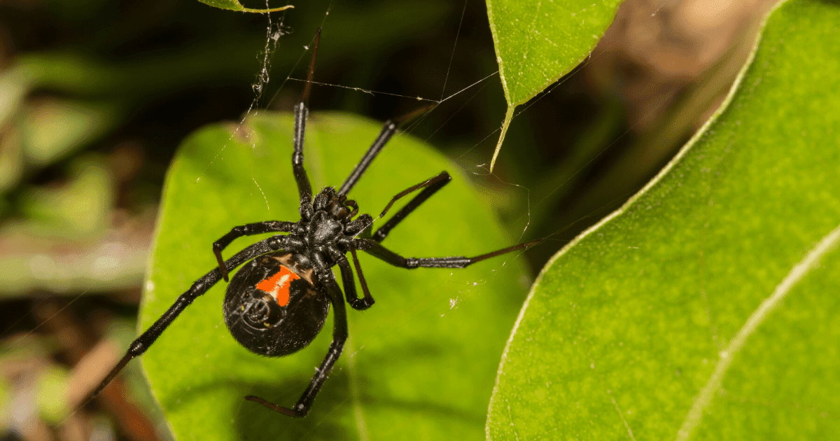 Black widow spider on leaf