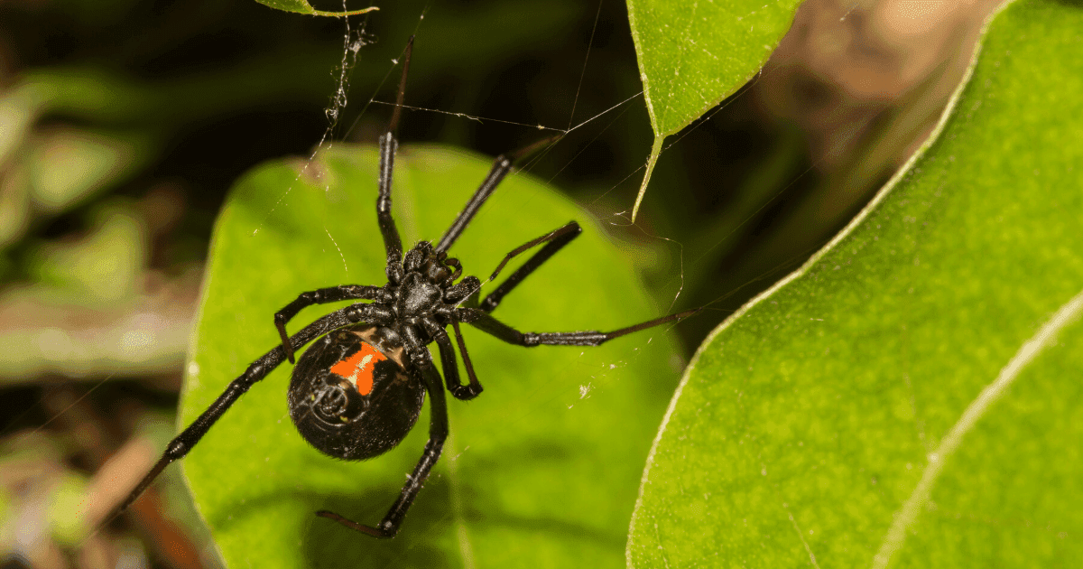 black widow spider