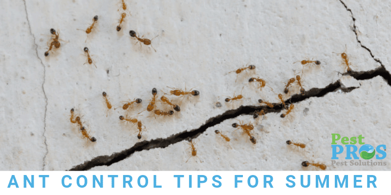 ant control tips for the summer