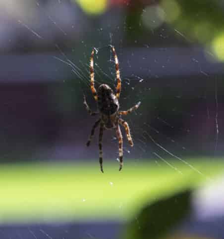 Spider in spider web